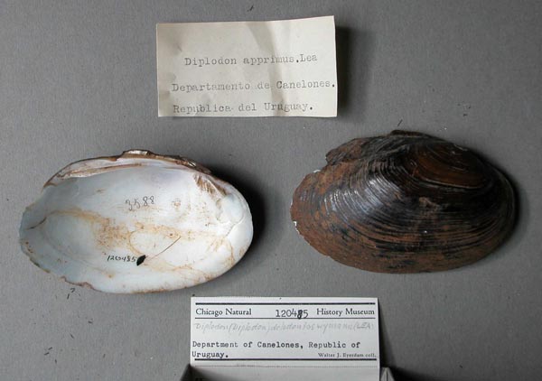 specimen