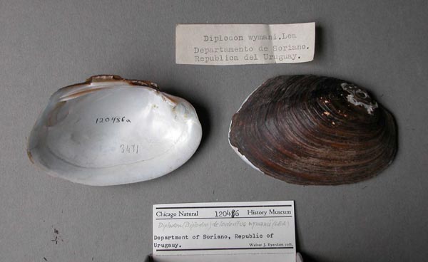 specimen