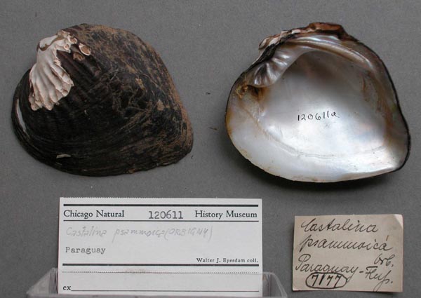 specimen