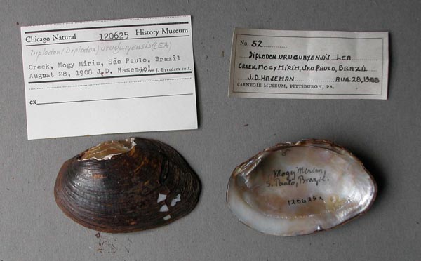 specimen