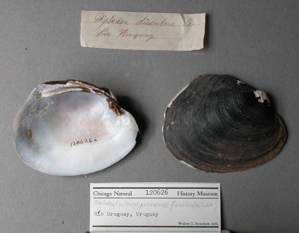 image of lot FMNH_120626 image of lot FMNH_120626