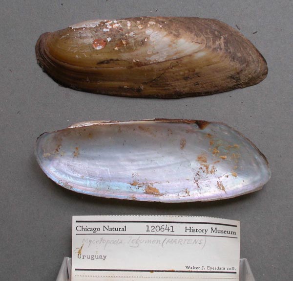specimen