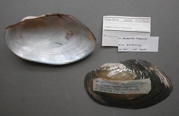 specimen