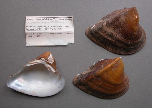 specimen