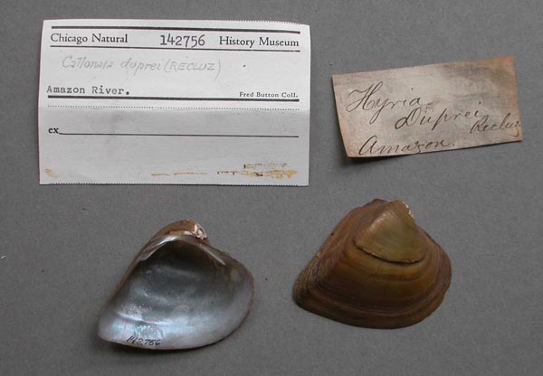 specimen