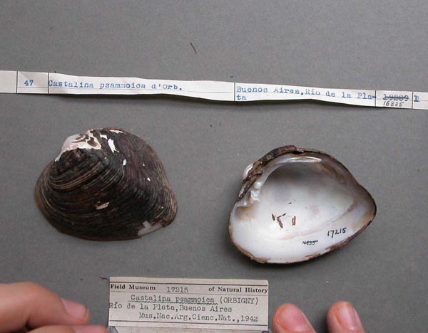 specimen