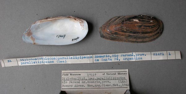 image of lot FMNH_17217 image of lot FMNH_17217