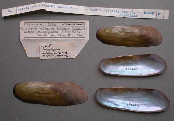 specimen