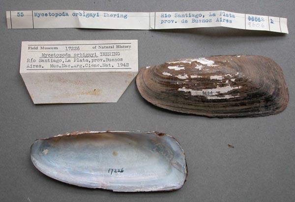 specimen
