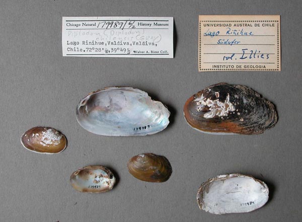 specimen