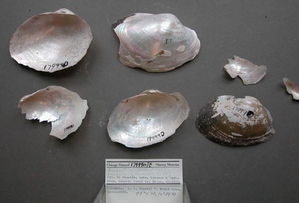 specimen