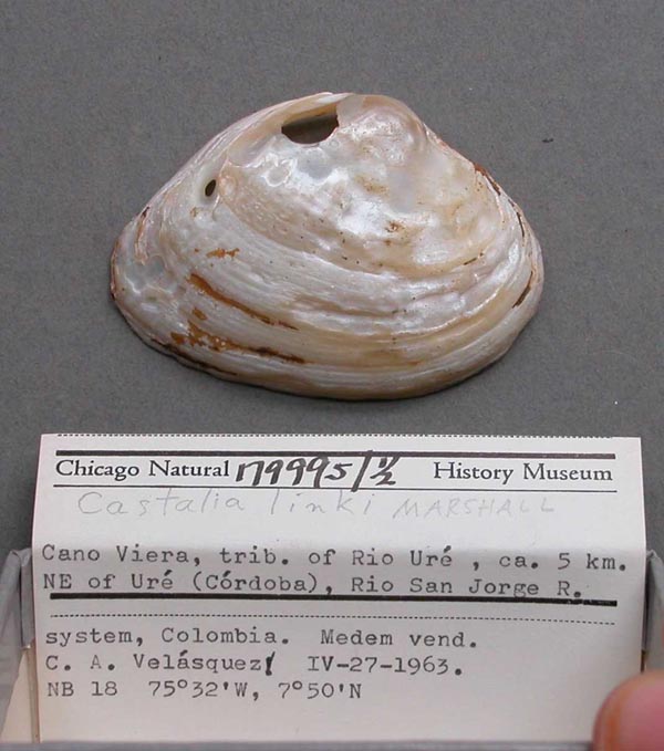 specimen