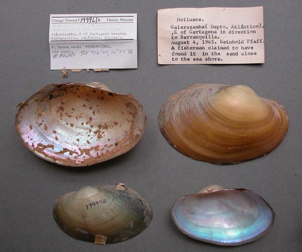 specimen