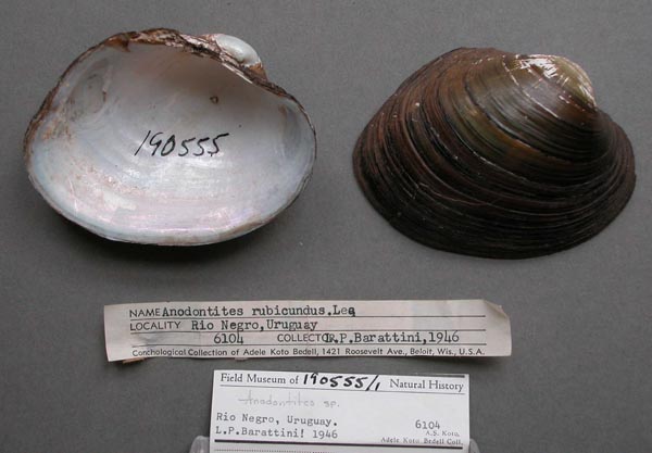 specimen