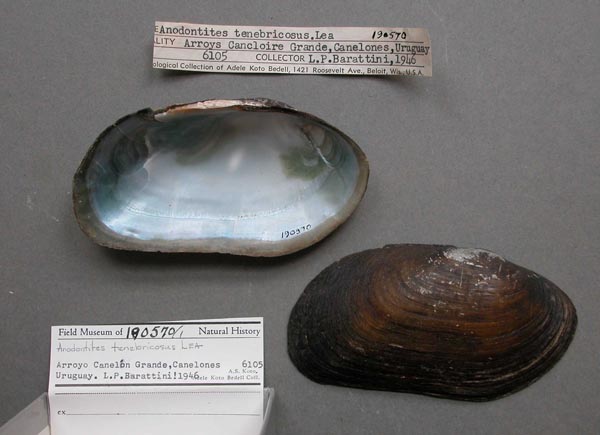 specimen