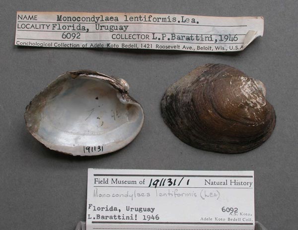 specimen