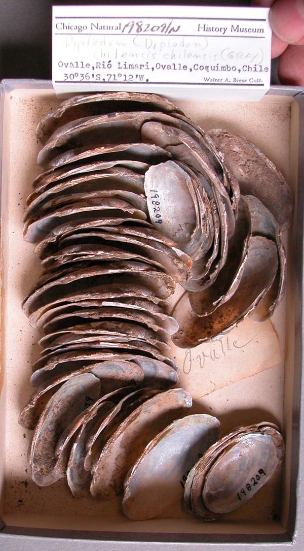 specimen