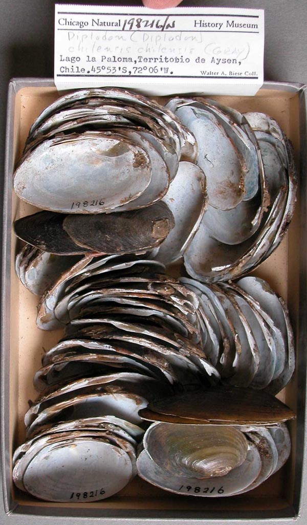 specimen