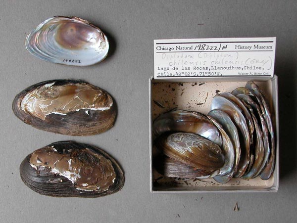 specimen
