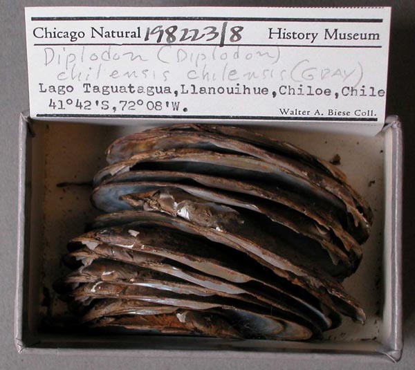 specimen