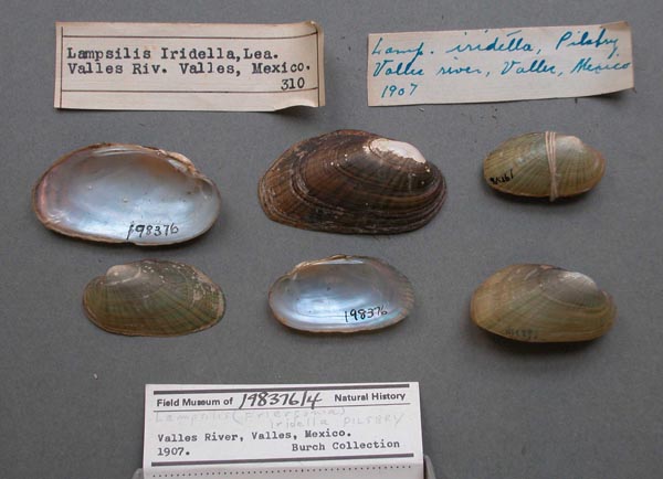 specimen