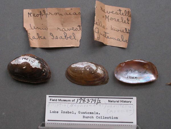 specimen