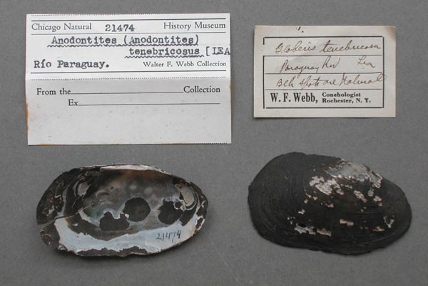 specimen