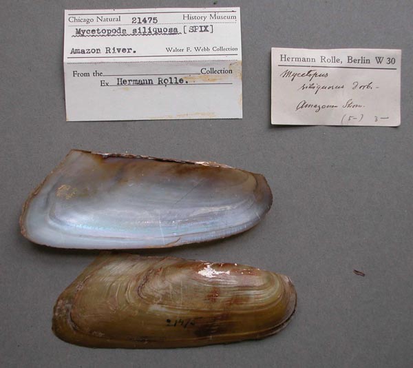 specimen