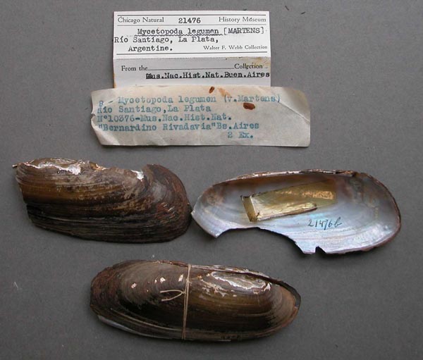 specimen