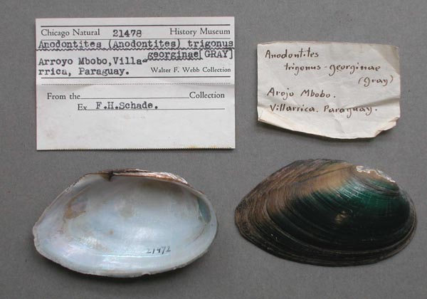 specimen