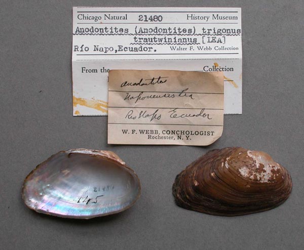 specimen