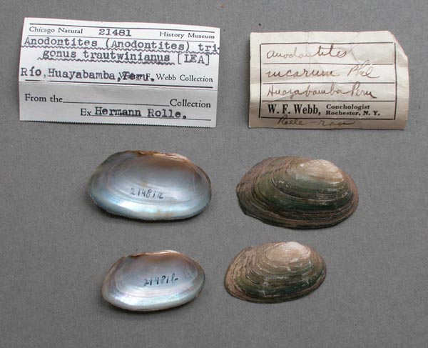 specimen
