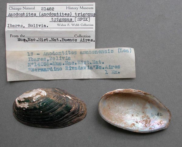 specimen