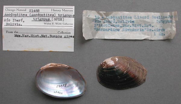 specimen