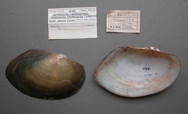 specimen