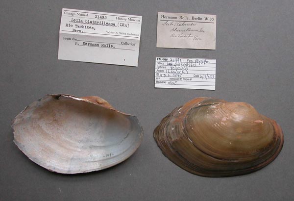 specimen