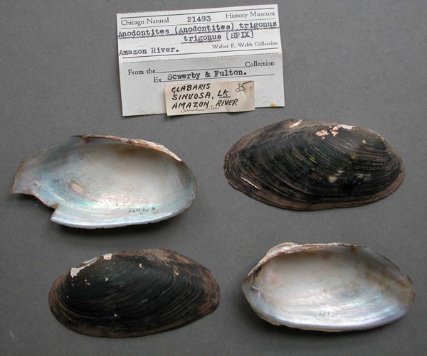 specimen