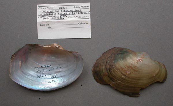 specimen