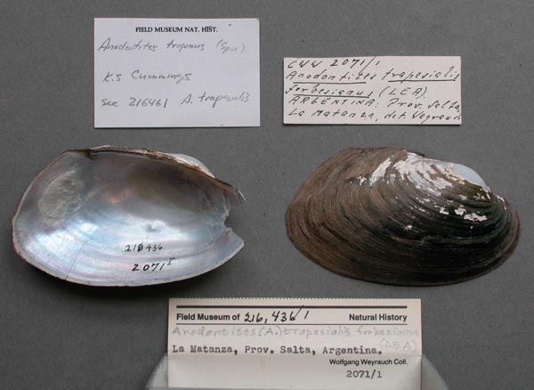 specimen