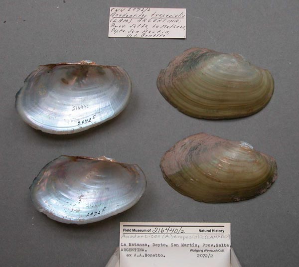 specimen