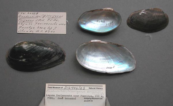 specimen