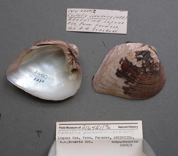 specimen