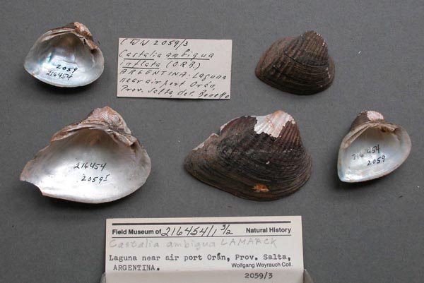 specimen