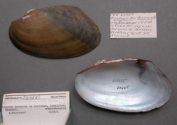 specimen