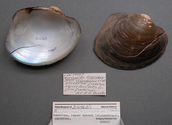 specimen