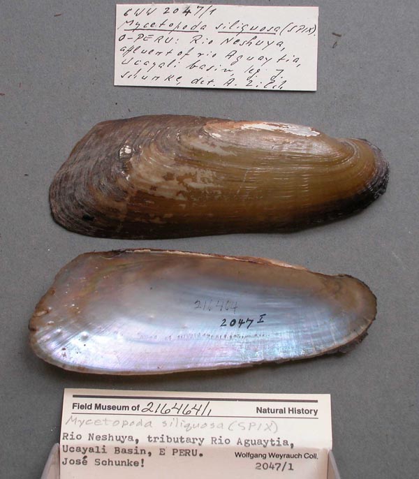 specimen