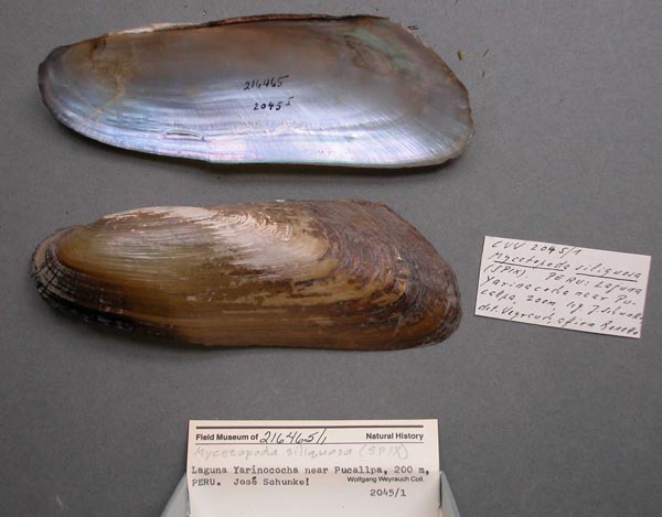 specimen