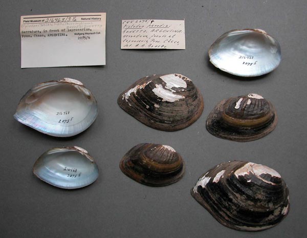 specimen