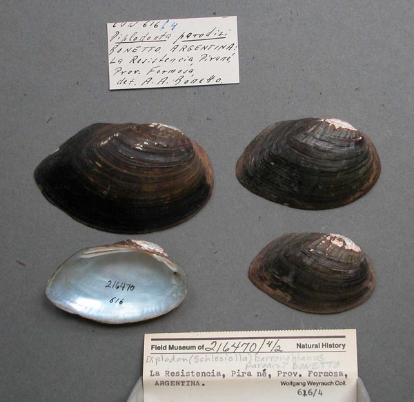 specimen
