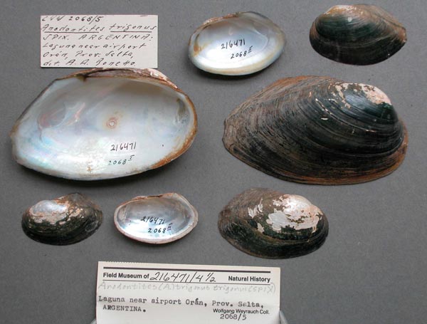specimen